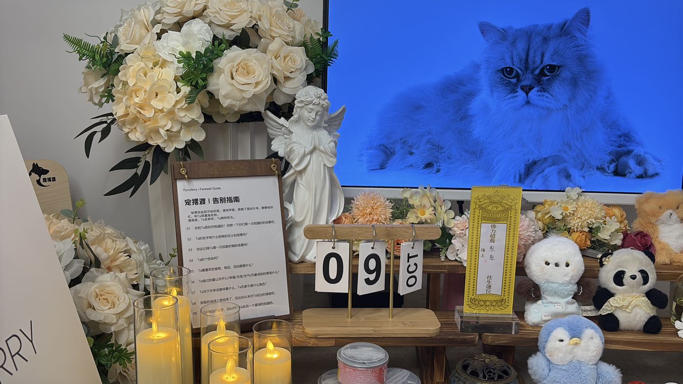 猫咪离世后怎么办？佛山猫主子告别指南